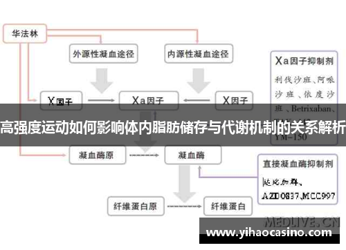 高强度运动如何影响体内脂肪储存与代谢机制的关系解析